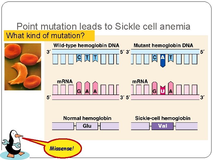 Point mutation leads to Sickle cell anemia What kind of mutation? Missense! 