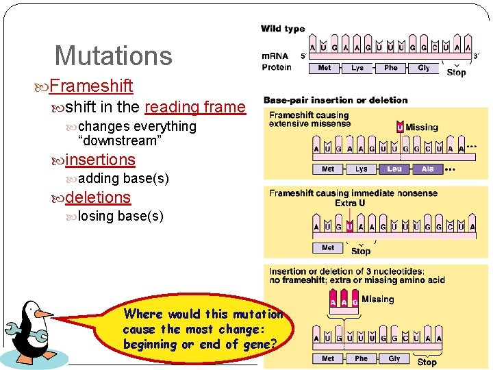 Mutations Frameshift in the reading frame changes everything “downstream” insertions adding base(s) deletions losing