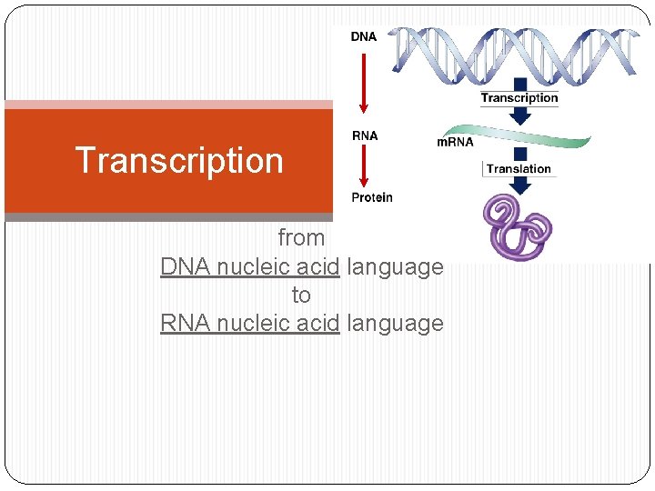 Transcription from DNA nucleic acid language to RNA nucleic acid language 