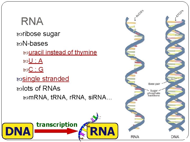 RNA ribose sugar N-bases uracil instead of thymine U : A C : G