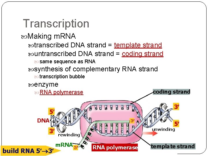 Transcription Making m. RNA transcribed DNA strand = template strand untranscribed DNA strand =