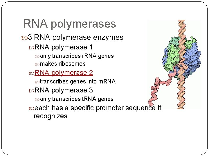 RNA polymerases 3 RNA polymerase enzymes RNA polymerase 1 only transcribes r. RNA genes