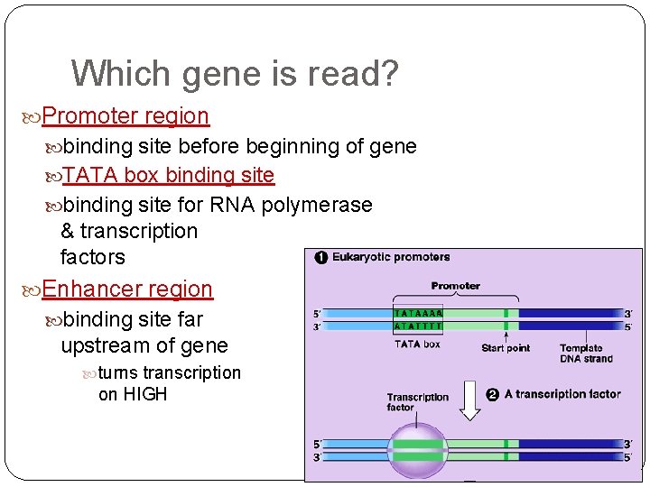 Which gene is read? Promoter region binding site before beginning of gene TATA box