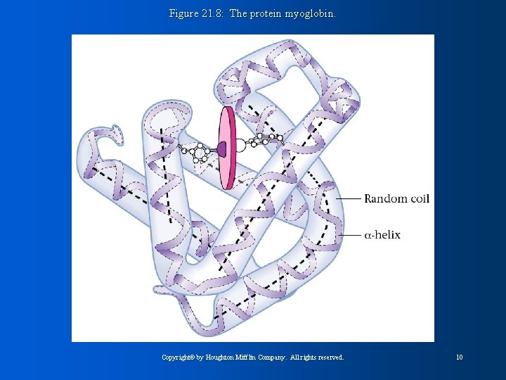 Figure 21. 8: The protein myoglobin. Copyright© by Houghton Mifflin Company. All rights reserved.