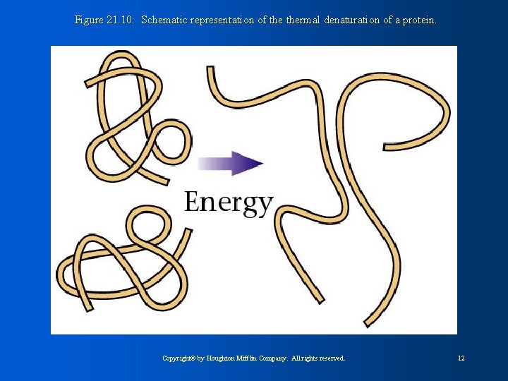 Figure 21. 10: Schematic representation of thermal denaturation of a protein. Copyright© by Houghton