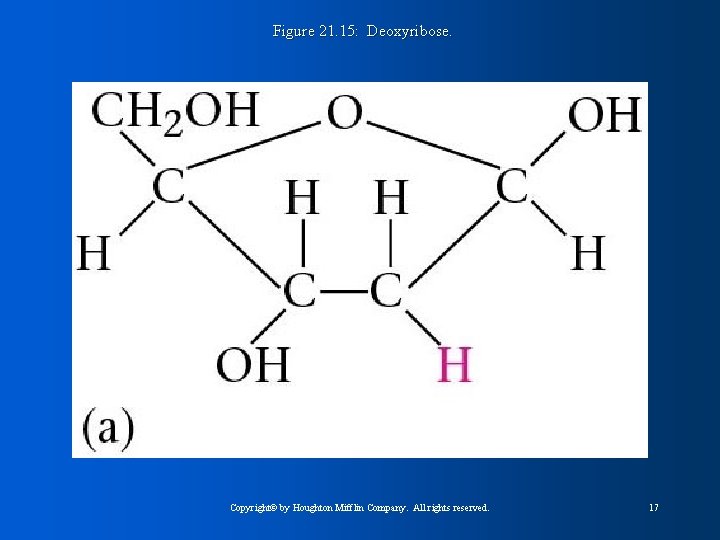 Figure 21. 15: Deoxyribose. Copyright© by Houghton Mifflin Company. All rights reserved. 17 