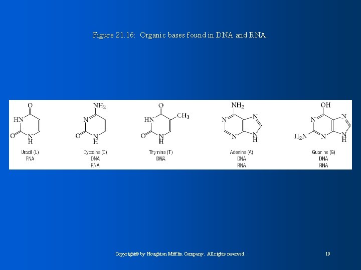 Figure 21. 16: Organic bases found in DNA and RNA. Copyright© by Houghton Mifflin
