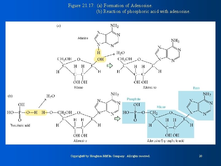 Figure 21. 17: (a) Formation of Adenosine. (b) Reaction of phosphoric acid with adenosine.