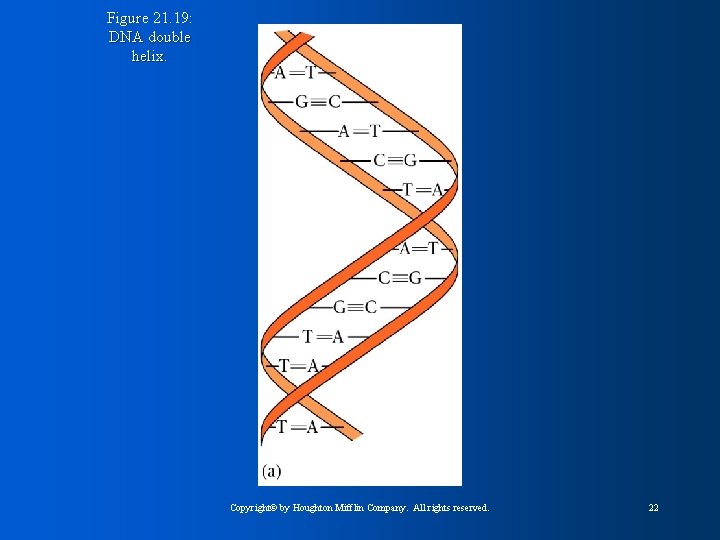 Figure 21. 19: DNA double helix. Copyright© by Houghton Mifflin Company. All rights reserved.