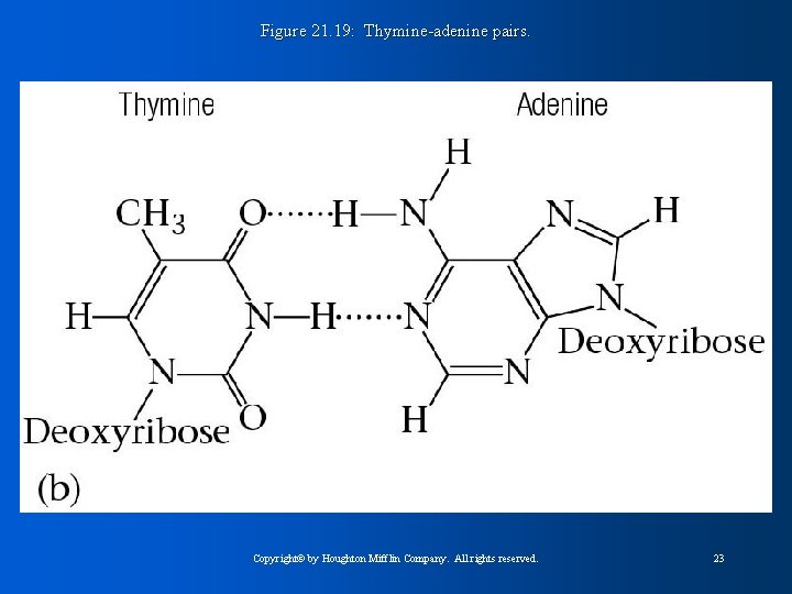 Figure 21. 19: Thymine-adenine pairs. Copyright© by Houghton Mifflin Company. All rights reserved. 23