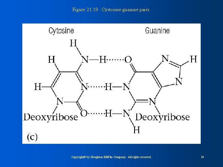 Figure 21. 19: Cystosine-guanine pairs. Copyright© by Houghton Mifflin Company. All rights reserved. 24