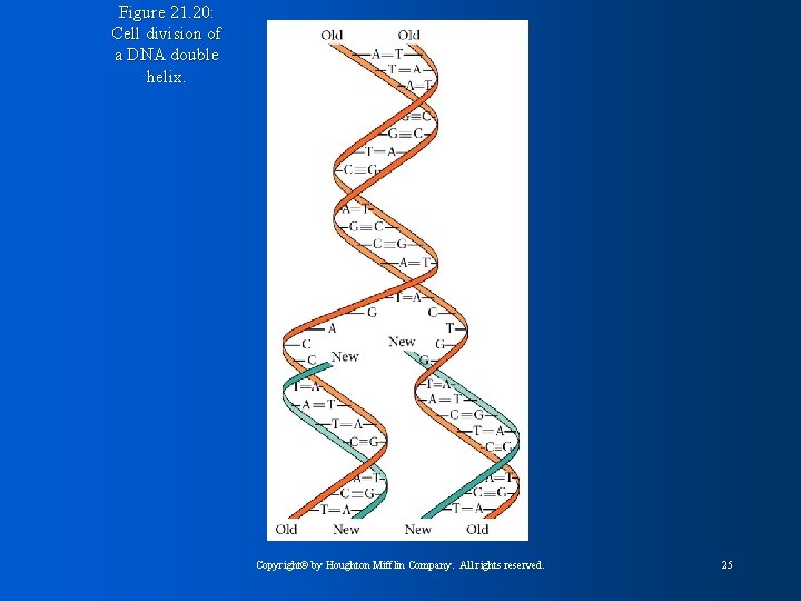 Figure 21. 20: Cell division of a DNA double helix. Copyright© by Houghton Mifflin
