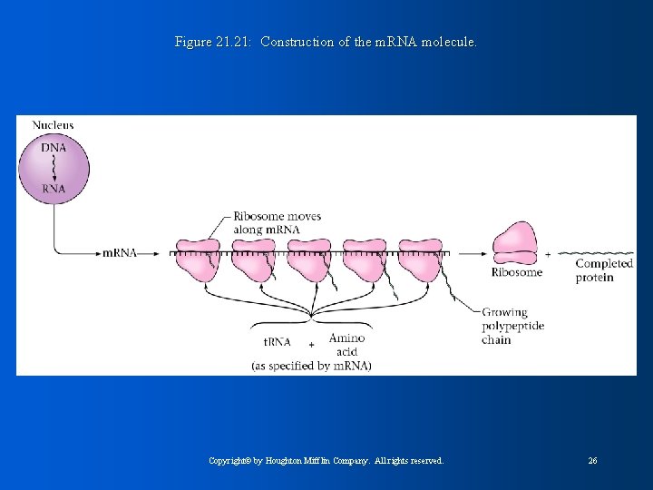 Figure 21. 21: Construction of the m. RNA molecule. Copyright© by Houghton Mifflin Company.