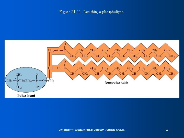 Figure 21. 24: Lecithin, a phospholipid. Copyright© by Houghton Mifflin Company. All rights reserved.