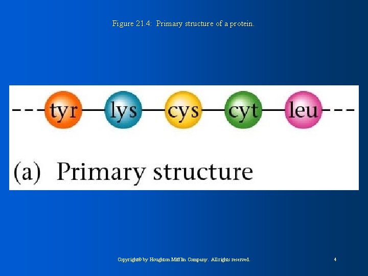 Figure 21. 4: Primary structure of a protein. Copyright© by Houghton Mifflin Company. All
