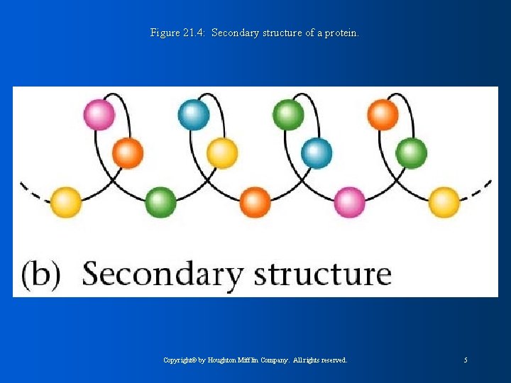 Figure 21. 4: Secondary structure of a protein. Copyright© by Houghton Mifflin Company. All