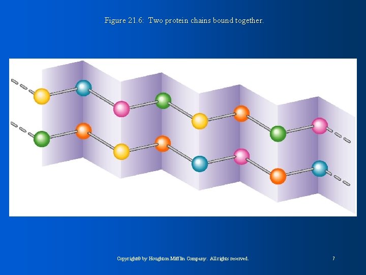 Figure 21. 6: Two protein chains bound together. Copyright© by Houghton Mifflin Company. All