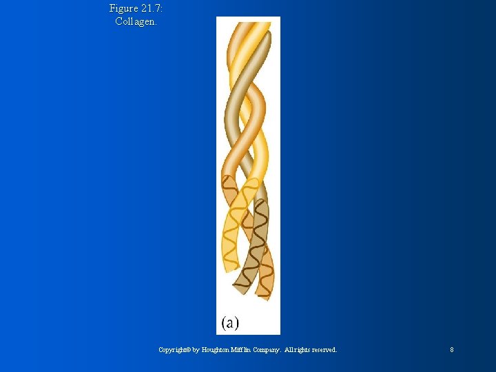 Figure 21. 7: Collagen. Copyright© by Houghton Mifflin Company. All rights reserved. 8 