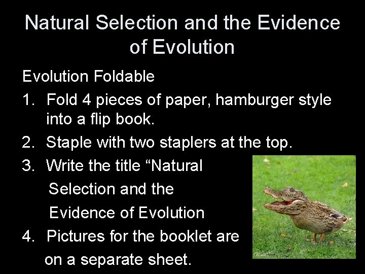 Natural Selection and the Evidence of Evolution Foldable 1. Fold 4 pieces of paper,
