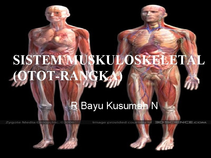 SISTEM MUSKULOSKELETAL (OTOT-RANGKA) R Bayu Kusumah N 