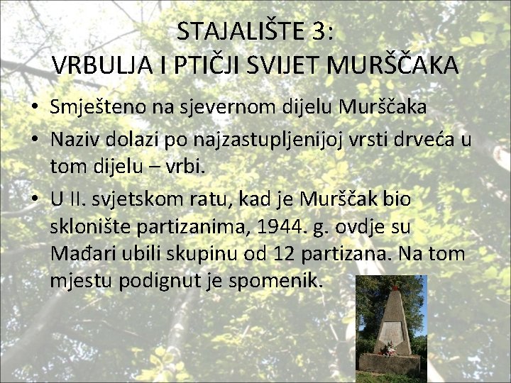 STAJALIŠTE 3: VRBULJA I PTIČJI SVIJET MURŠČAKA • Smješteno na sjevernom dijelu Murščaka •