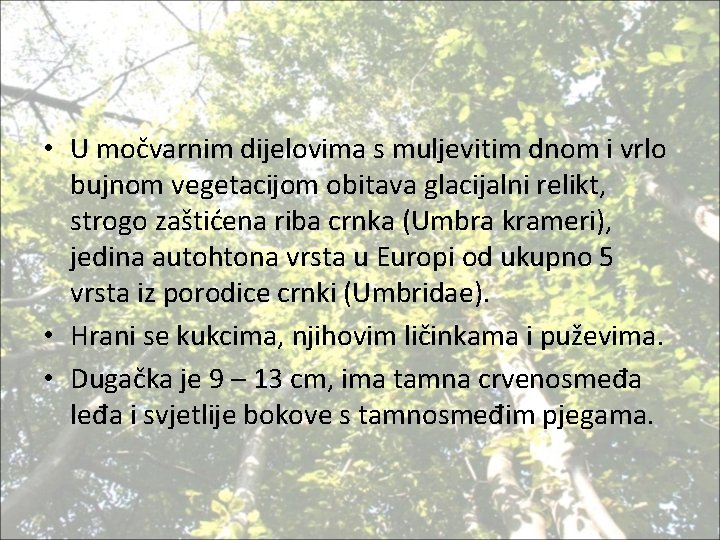  • U močvarnim dijelovima s muljevitim dnom i vrlo bujnom vegetacijom obitava glacijalni