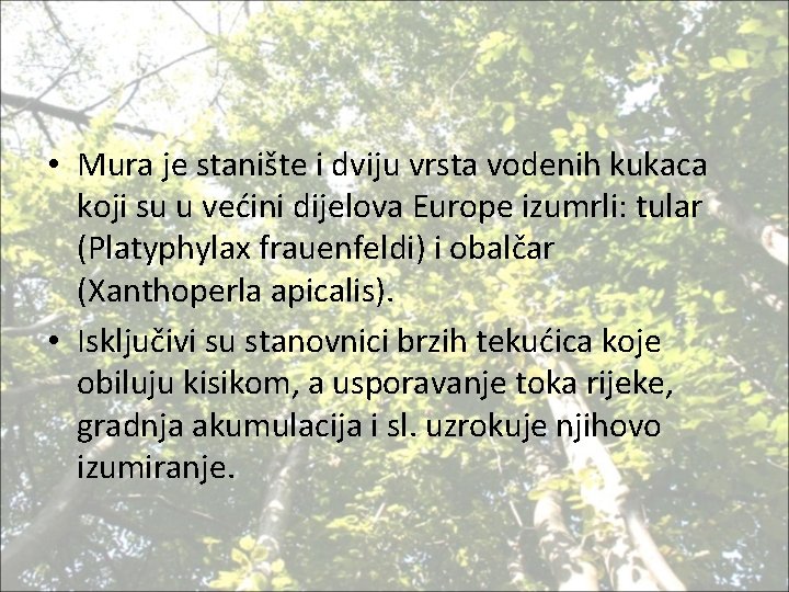  • Mura je stanište i dviju vrsta vodenih kukaca koji su u većini