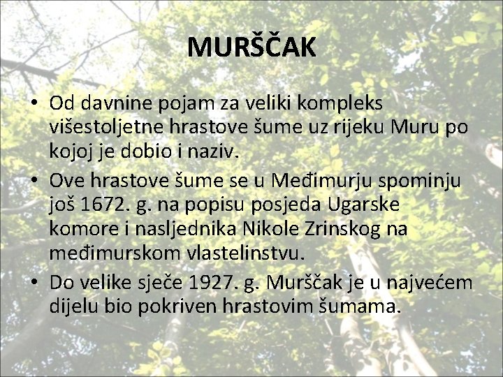 MURŠČAK • Od davnine pojam za veliki kompleks višestoljetne hrastove šume uz rijeku Muru