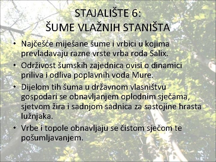 STAJALIŠTE 6: ŠUME VLAŽNIH STANIŠTA • Najčešće miješane šume i vrbici u kojima prevladavaju