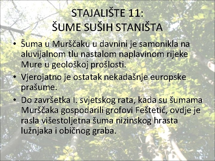 STAJALIŠTE 11: ŠUME SUŠIH STANIŠTA • Šuma u Murščaku u davnini je samonikla na