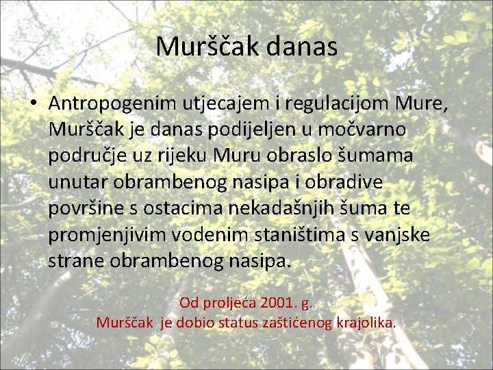 Murščak danas • Antropogenim utjecajem i regulacijom Mure, Murščak je danas podijeljen u močvarno