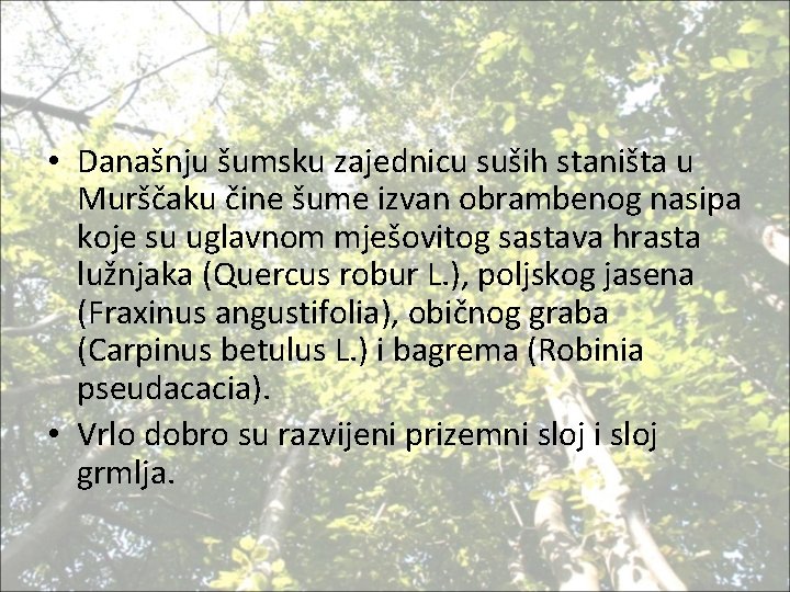  • Današnju šumsku zajednicu suših staništa u Murščaku čine šume izvan obrambenog nasipa