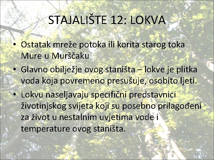 STAJALIŠTE 12: LOKVA • Ostatak mreže potoka ili korita starog toka Mure u Murščaku