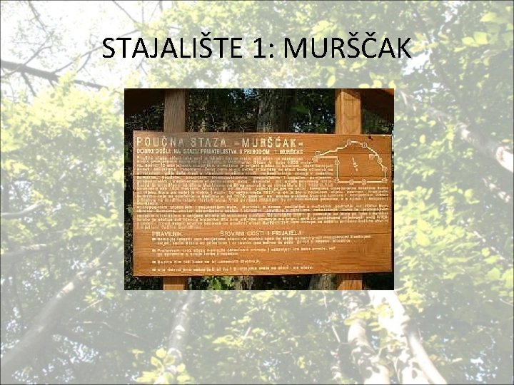 STAJALIŠTE 1: MURŠČAK 