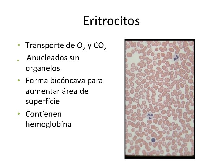 Eritrocitos • Transporte de O 2 y CO 2 • Anucleados sin organelos •