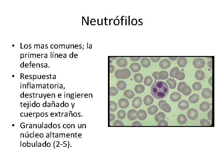 Neutrófilos • Los mas comunes; la primera línea de defensa. • Respuesta inflamatoria, destruyen