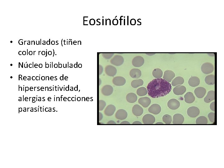 Eosinófilos • Granulados (tiñen color rojo). • Núcleo bilobulado • Reacciones de hipersensitividad, alergias