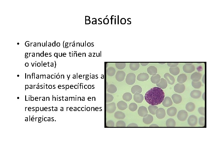 Basófilos • Granulado (gránulos grandes que tiñen azul o violeta) • Inflamación y alergias
