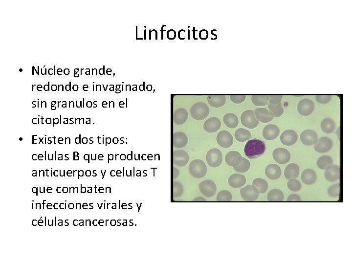 Linfocitos • Núcleo grande, redondo e invaginado, sin granulos en el citoplasma. • Existen