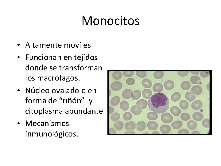 Monocitos • Altamente móviles • Funcionan en tejidos donde se transforman los macrófagos. •