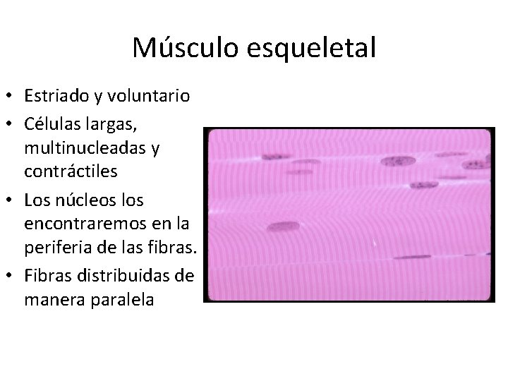 Músculo esqueletal • Estriado y voluntario • Células largas, multinucleadas y contráctiles • Los