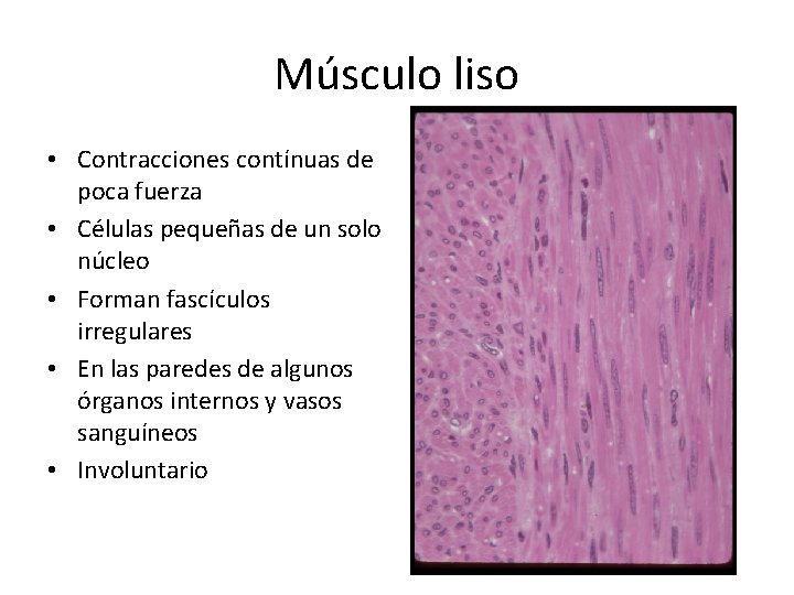 Músculo liso • Contracciones contínuas de poca fuerza • Células pequeñas de un solo