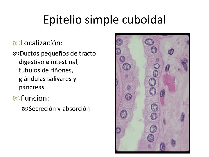 Epitelio simple cuboidal Localización: Ductos pequeños de tracto digestivo e intestinal, túbulos de riñones,