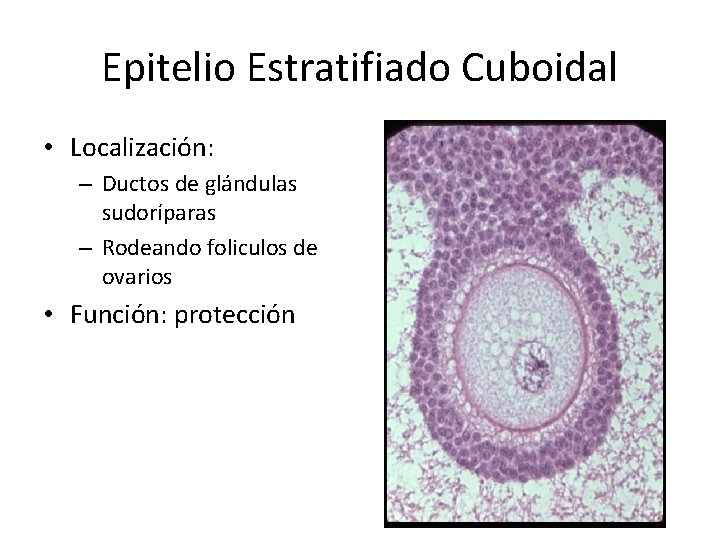 Epitelio Estratifiado Cuboidal • Localización: – Ductos de glándulas sudoríparas – Rodeando foliculos de