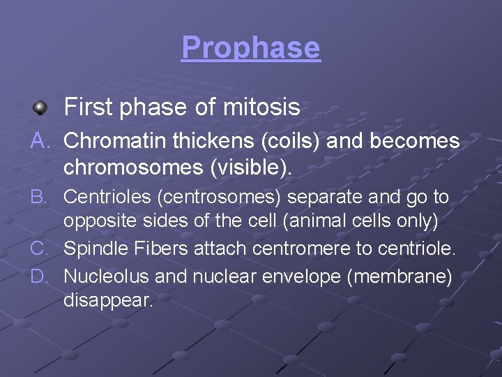 Prophase First phase of mitosis A. Chromatin thickens (coils) and becomes chromosomes (visible). B.