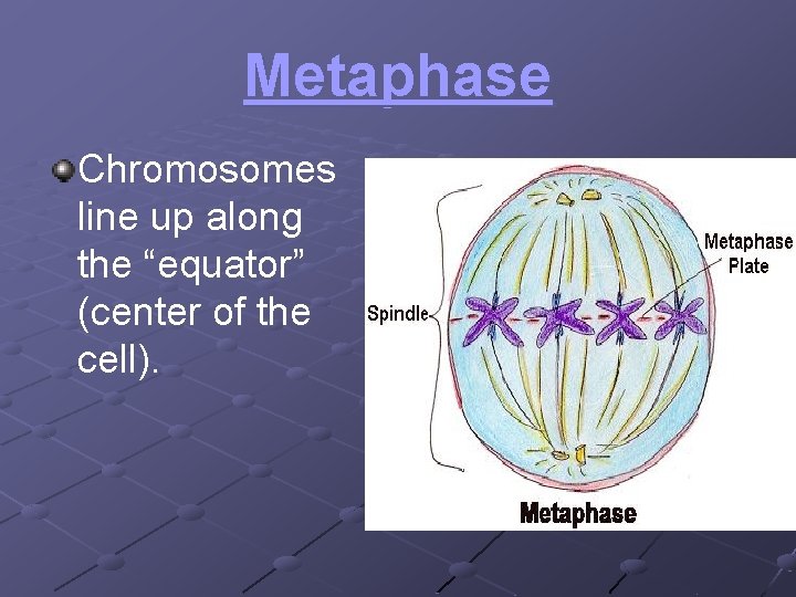 Metaphase Chromosomes line up along the “equator” (center of the cell). 