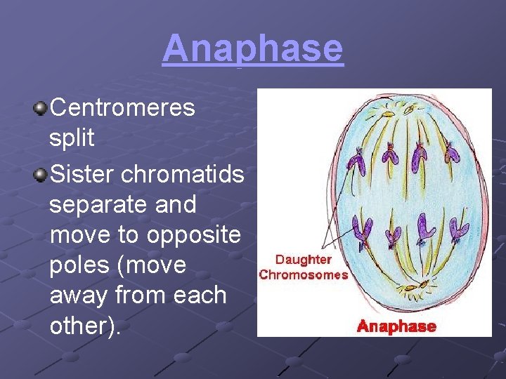 Anaphase Centromeres split Sister chromatids separate and move to opposite poles (move away from