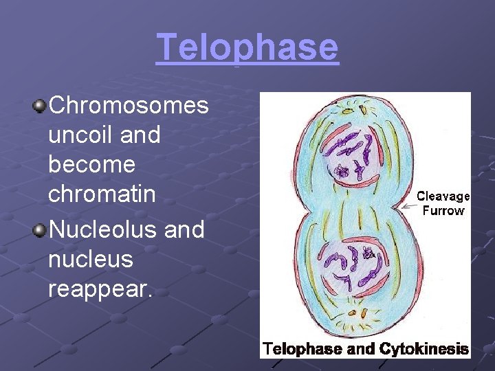 Telophase Chromosomes uncoil and become chromatin Nucleolus and nucleus reappear. 