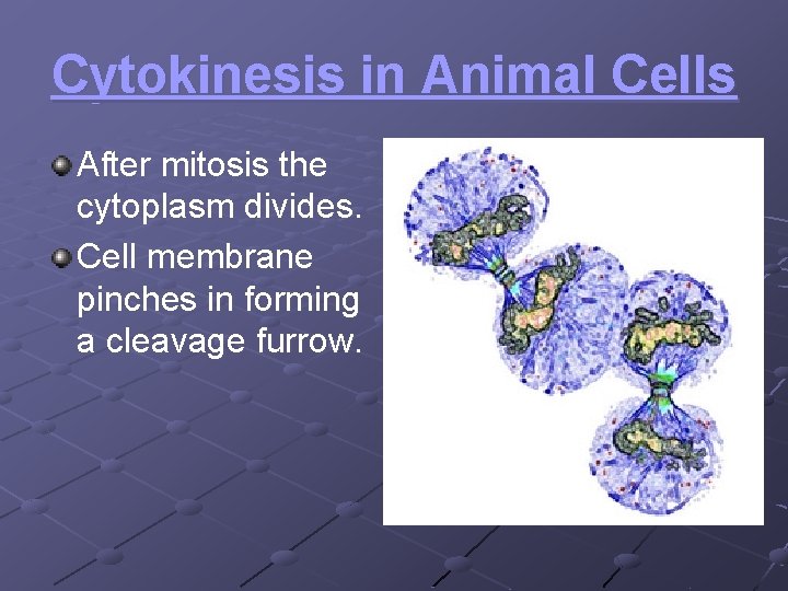 Cytokinesis in Animal Cells After mitosis the cytoplasm divides. Cell membrane pinches in forming