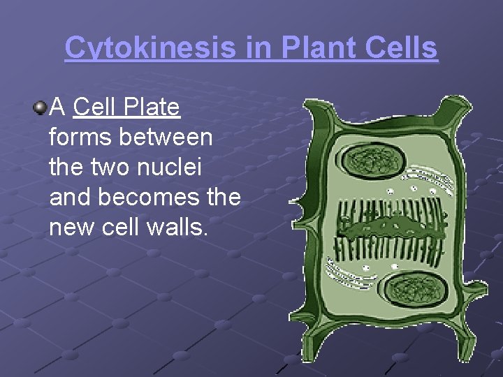 Cytokinesis in Plant Cells A Cell Plate forms between the two nuclei and becomes